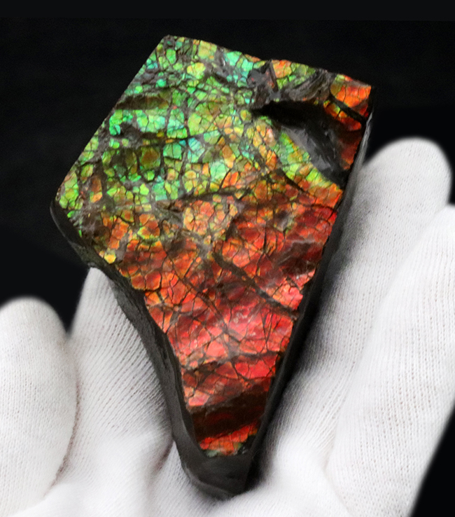 素晴らしい赤、緑、第第を呈する！両面が光る！カナダ・アルバータ州産アンモライト（Ammolite）のピース