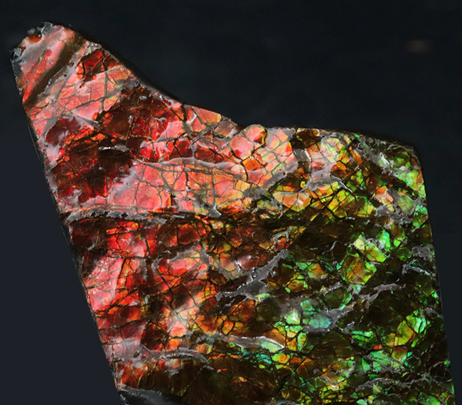 素晴らしい赤、緑、第第を呈する！両面が光る！カナダ・アルバータ州産アンモライト（Ammolite）のピース（その3）