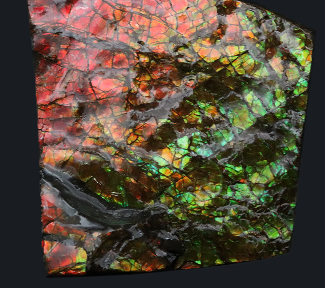 素晴らしい赤、緑、第第を呈する！両面が光る！カナダ・アルバータ州産アンモライト（Ammolite）のピース（その4）