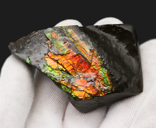 素晴らしい赤、緑、第第を呈する！両面が光る！カナダ・アルバータ州産アンモライト（Ammolite）のピース（その5）