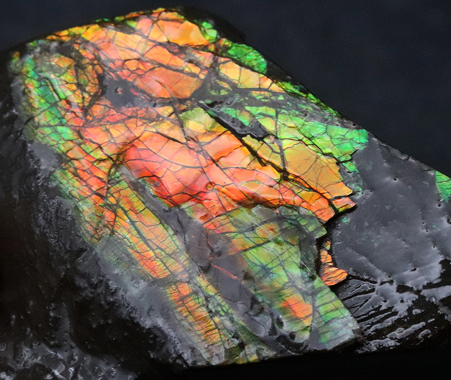 素晴らしい赤、緑、第第を呈する！両面が光る！カナダ・アルバータ州産アンモライト（Ammolite）のピース（その6）