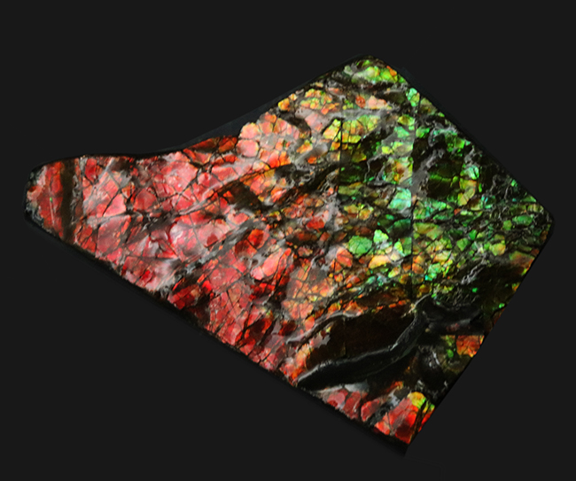 素晴らしい赤、緑、第第を呈する！両面が光る！カナダ・アルバータ州産アンモライト（Ammolite）のピース（その7）