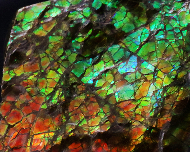 素晴らしい赤、緑、第第を呈する！両面が光る！カナダ・アルバータ州産アンモライト（Ammolite）のピース（その8）