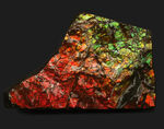 素晴らしい赤、緑、第第を呈する！両面が光る！カナダ・アルバータ州産アンモライト（Ammolite）のピース