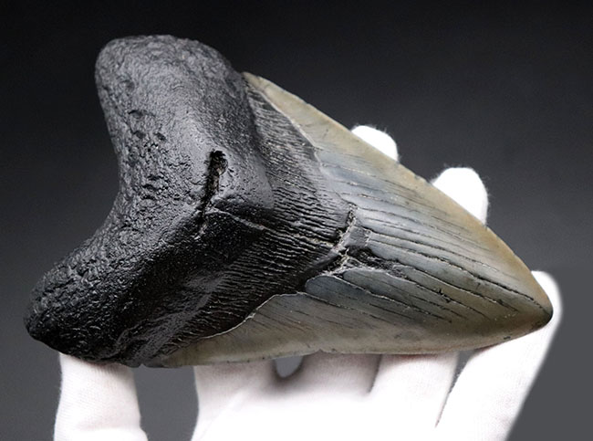 長い方の辺にそって１５センチに達する、極めて巨大なメガロドン（Carcharodon megalodon）の歯化石（その2）