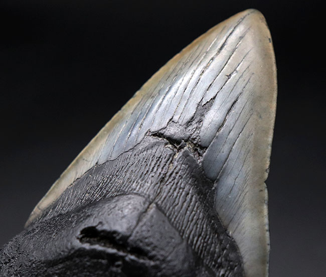 長い方の辺にそって１５センチに達する、極めて巨大なメガロドン（Carcharodon megalodon）の歯化石（その4）