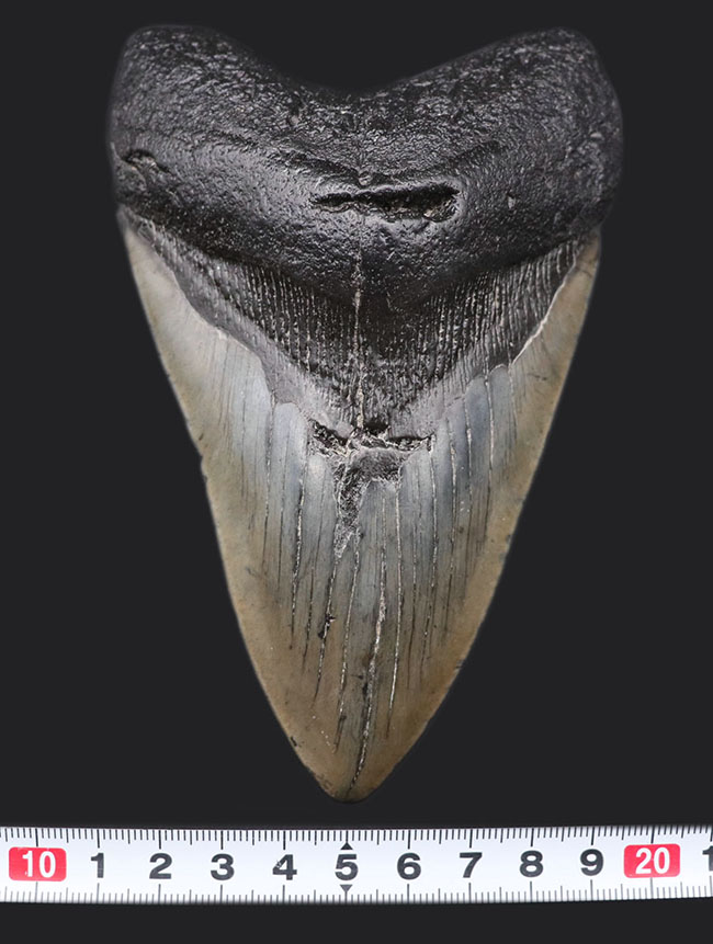長い方の辺にそって１５センチに達する、極めて巨大なメガロドン（Carcharodon megalodon）の歯化石（その7）