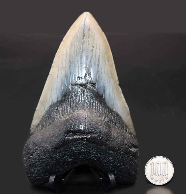 長い方の辺にそって１５センチに達する、極めて巨大なメガロドン（Carcharodon megalodon）の歯化石（その8）