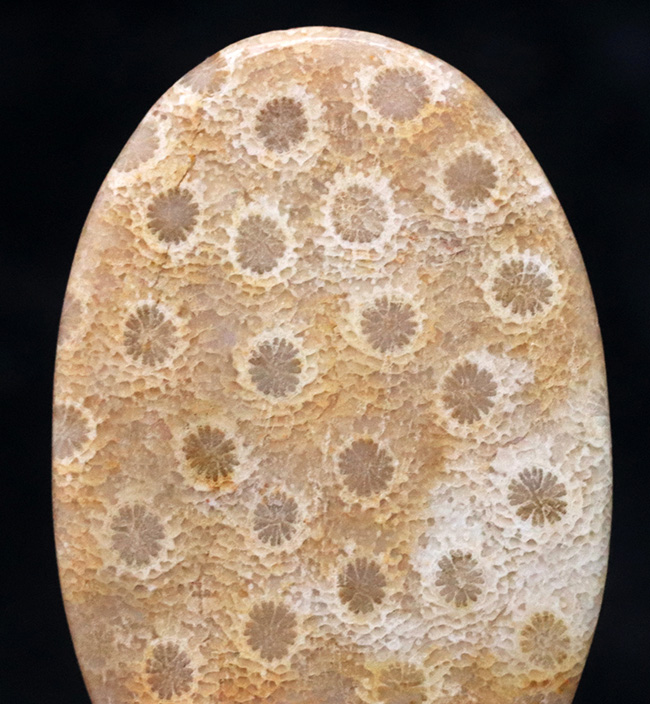 面白い模様にご注目！インドネシア・スマトラ産、２５００万年前のサンゴの化石を磨いたカボション（その1）