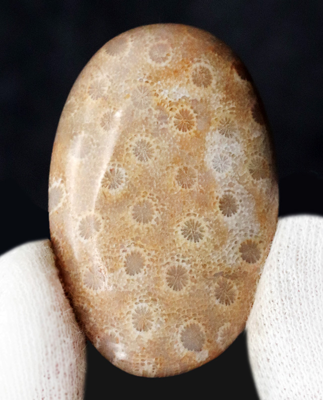 面白い模様にご注目！インドネシア・スマトラ産、２５００万年前のサンゴの化石を磨いたカボション（その2）