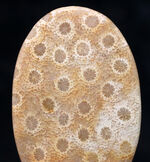 面白い模様にご注目！インドネシア・スマトラ産、２５００万年前のサンゴの化石を磨いたカボション
