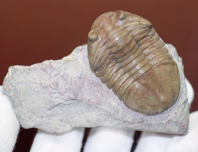 最終型アサフス、アサフス・プラウティニ・プラウティニ（Asaphus