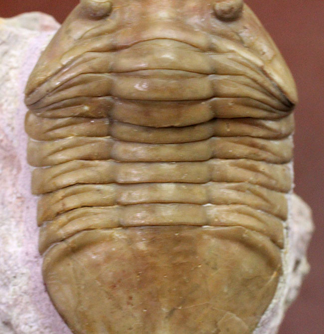 最終型アサフス、アサフス・プラウティニ・プラウティニ（Asaphus