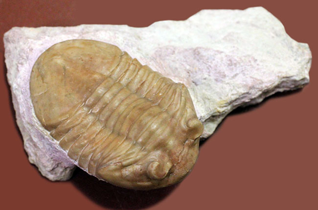 最終型アサフス、アサフス・プラウティニ・プラウティニ（Asaphus plautini plautini）。丁寧なクリーニングが施された教科書的標本（その8）