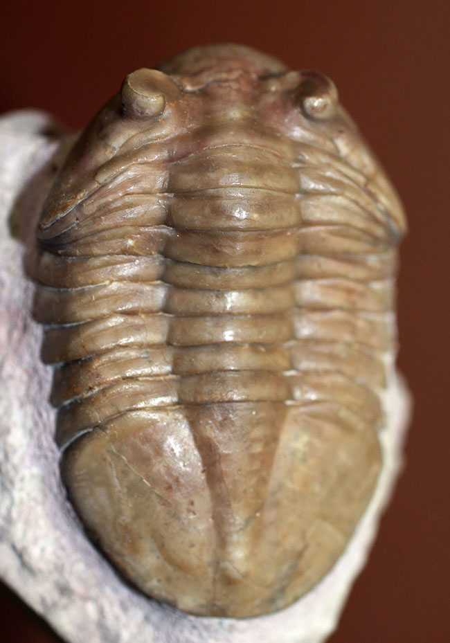 最終型アサフス、アサフス・プラウティニ・プラウティニ（Asaphus plautini plautini）。丁寧なクリーニングが施された教科書的標本（その9）