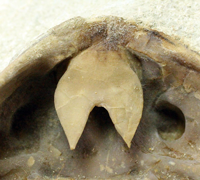 スーパーレア！アサフス・プラウティニのネガ（裏側）の化石。腹側から三葉虫を除く体験。（その11）
