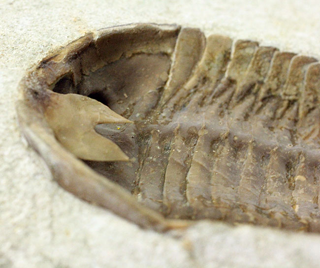 スーパーレア！アサフス・プラウティニのネガ（裏側）の化石。腹側から三葉虫を除く体験。（その12）