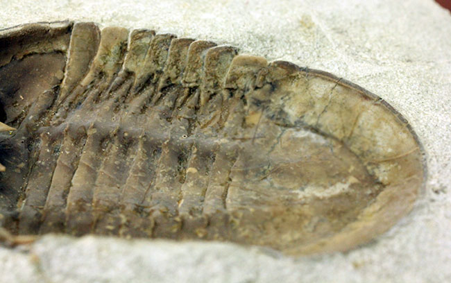 スーパーレア！アサフス・プラウティニのネガ（裏側）の化石。腹側から三葉虫を除く体験。（その13）