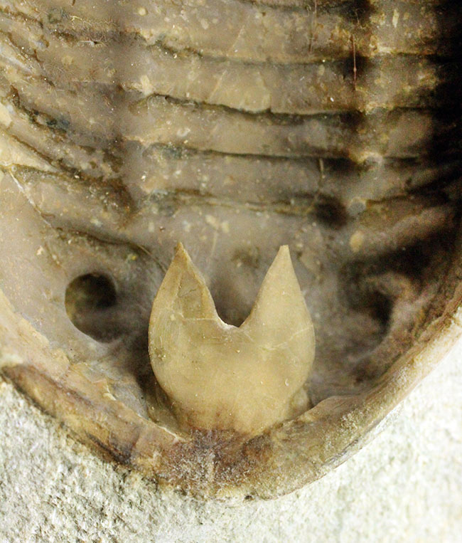 スーパーレア！アサフス・プラウティニのネガ（裏側）の化石。腹側から三葉虫を除く体験。（その14）