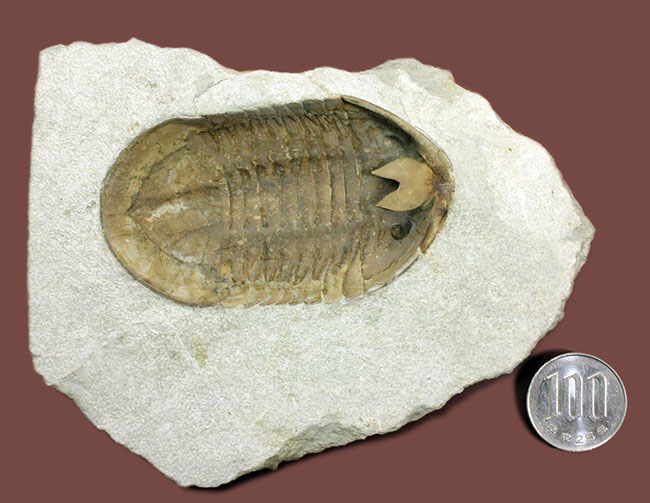 スーパーレア！アサフス・プラウティニのネガ（裏側）の化石。腹側から三葉虫を除く体験。（その15）