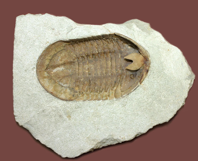 スーパーレア！アサフス・プラウティニのネガ（裏側）の化石。腹側から三葉虫を除く体験。（その2）
