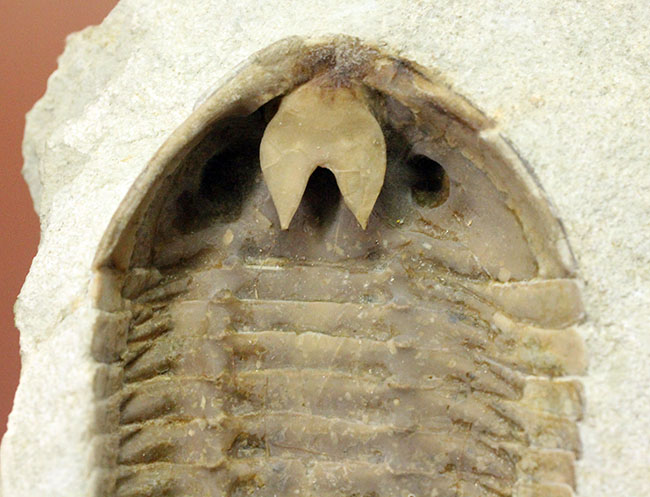 スーパーレア！アサフス・プラウティニのネガ（裏側）の化石。腹側から三葉虫を除く体験。（その3）