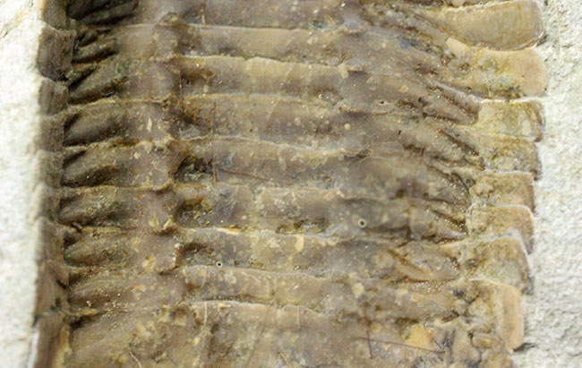 スーパーレア！アサフス・プラウティニのネガ（裏側）の化石。腹側から三葉虫を除く体験。（その4）