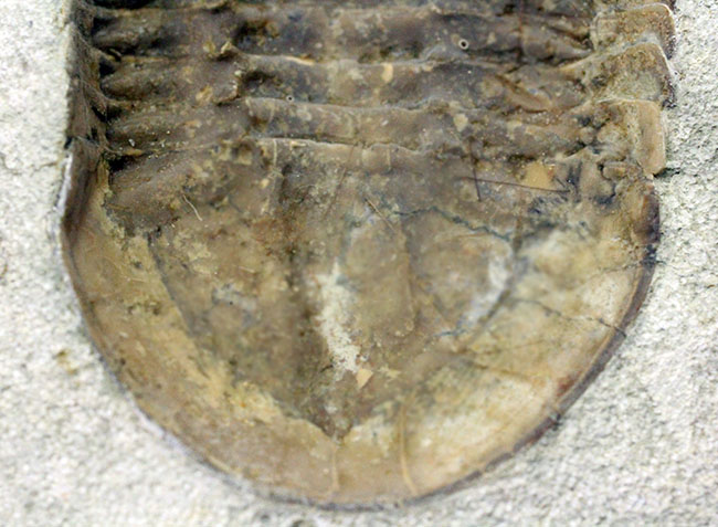 スーパーレア！アサフス・プラウティニのネガ（裏側）の化石。腹側から三葉虫を除く体験。（その5）