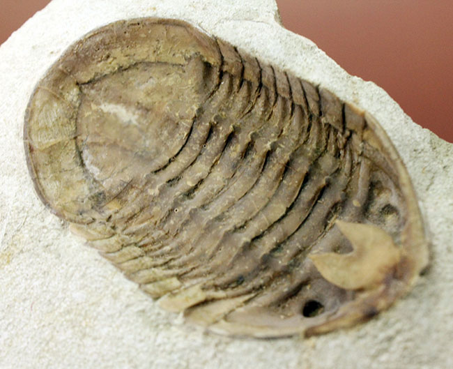 スーパーレア！アサフス・プラウティニのネガ（裏側）の化石。腹側から三葉虫を除く体験。（その7）