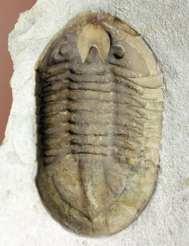 スーパーレア！アサフス・プラウティニのネガ（裏側）の化石。腹側から三葉虫を除く体験。（その8）