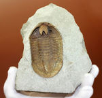 スーパーレア！アサフス・プラウティニのネガ（裏側）の化石。腹側から三葉虫を除く体験。