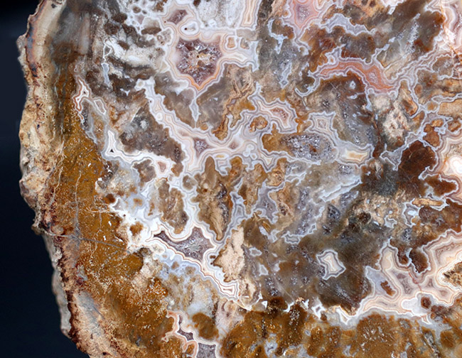 これぞ真の珪化木！マダガスカルの古代の樹木、アラウカリアの幹