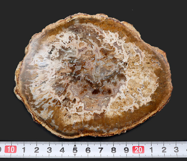 これぞ真の珪化木！マダガスカルの古代の樹木、アラウカリアの幹