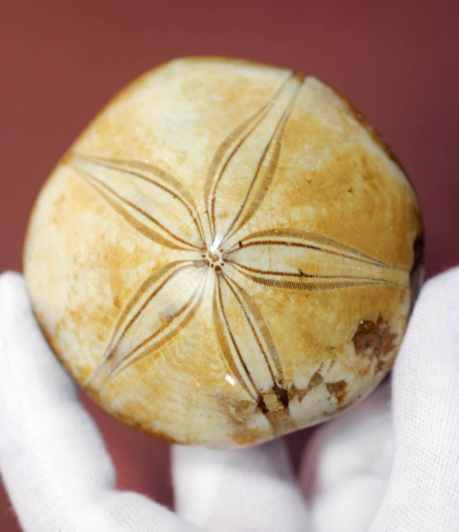 美しい五芒星が人気の秘密、マダガスカル産の古代のウニの化石。（その1）