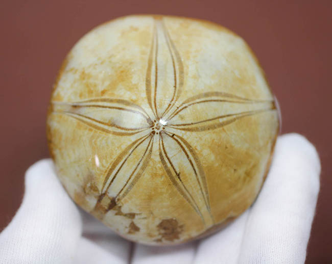 美しい五芒星が人気の秘密、マダガスカル産の古代のウニの化石。（その10）