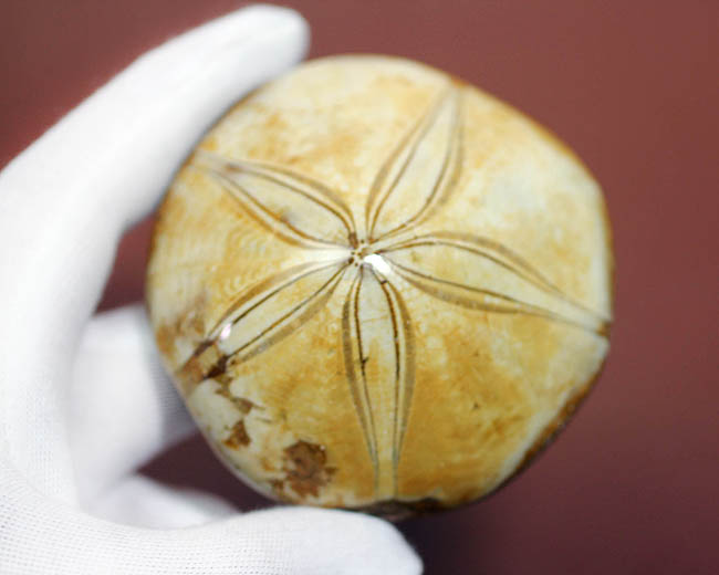 美しい五芒星が人気の秘密、マダガスカル産の古代のウニの化石。（その12）