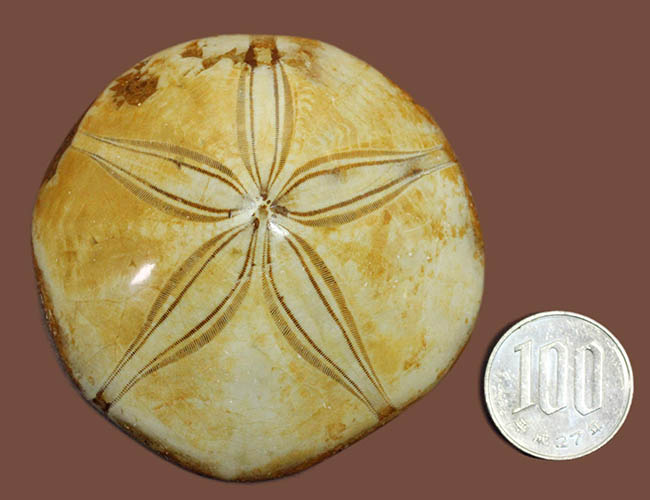 美しい五芒星が人気の秘密、マダガスカル産の古代のウニの化石。（その13）