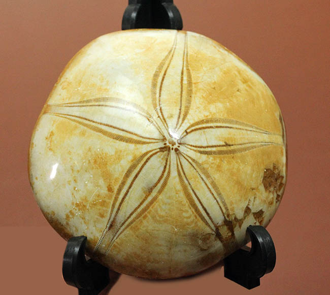 美しい五芒星が人気の秘密、マダガスカル産の古代のウニの化石。（その2）