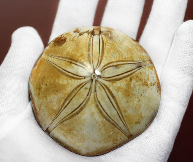 美しい五芒星が人気の秘密、マダガスカル産の古代のウニの化石。（その5）