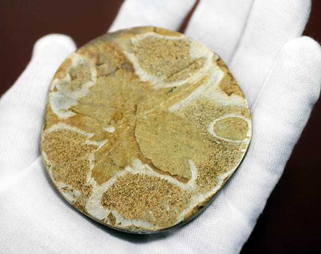 美しい五芒星が人気の秘密、マダガスカル産の古代のウニの化石。（その6）