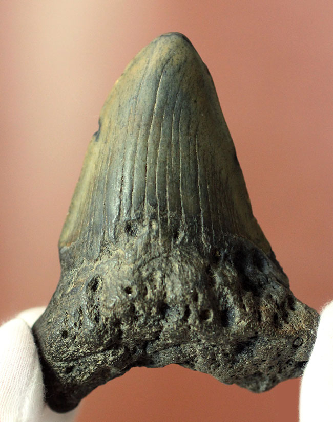 新生代の海のモンスター、メガロドン（Carcharodon megalodon）の本物の歯化石（その1）