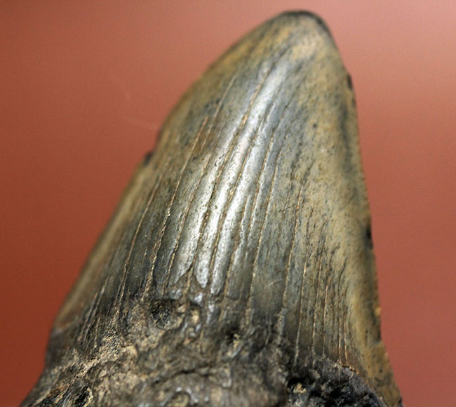 新生代の海のモンスター、メガロドン（Carcharodon megalodon）の本物の歯化石（その2）