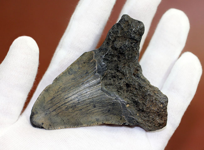 新生代の海のモンスター、メガロドン（Carcharodon megalodon）の本物の歯化石（その3）