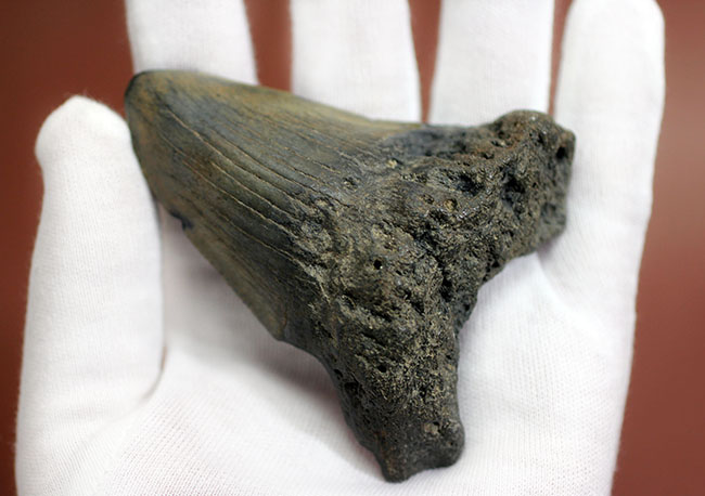 新生代の海のモンスター、メガロドン（Carcharodon megalodon）の本物の歯化石（その5）