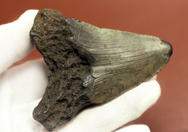 新生代の海のモンスター、メガロドン（Carcharodon megalodon）の本物の歯化石（その6）