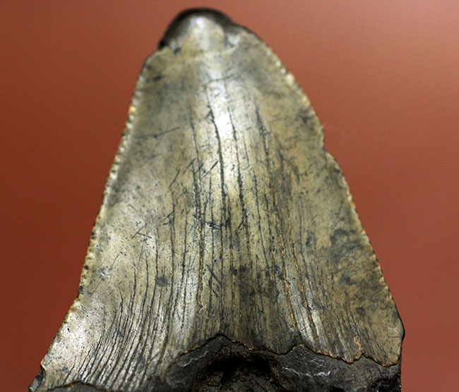 新生代の海のモンスター、メガロドン（Carcharodon megalodon）の本物の歯化石（その7）