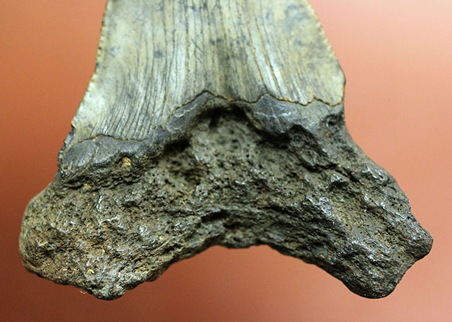 新生代の海のモンスター、メガロドン（Carcharodon megalodon）の本物の歯化石（その8）