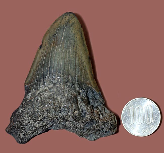 新生代の海のモンスター、メガロドン（Carcharodon megalodon）の本物の歯化石（その9）