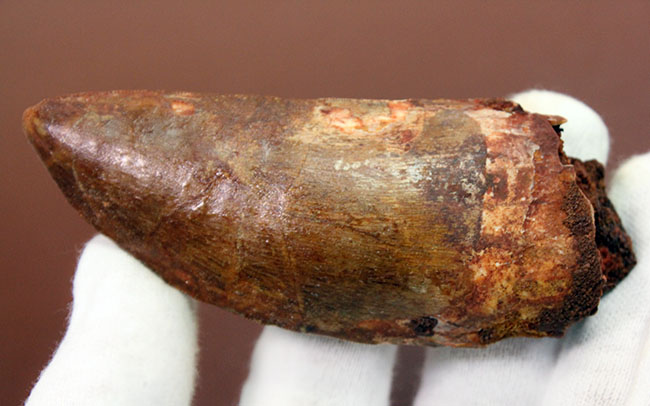 印象的なティロサウルス巨大歯化石 - 白亜紀6cm 100%オリジル ティロサウルス亜科 - Wikipedia