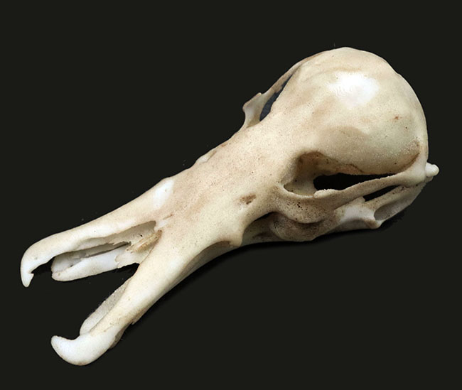 オーストラリアの象徴的な生物、カモノハシの精巧にできた頭部レプリカ（Platypus Skull Replica）（その1）